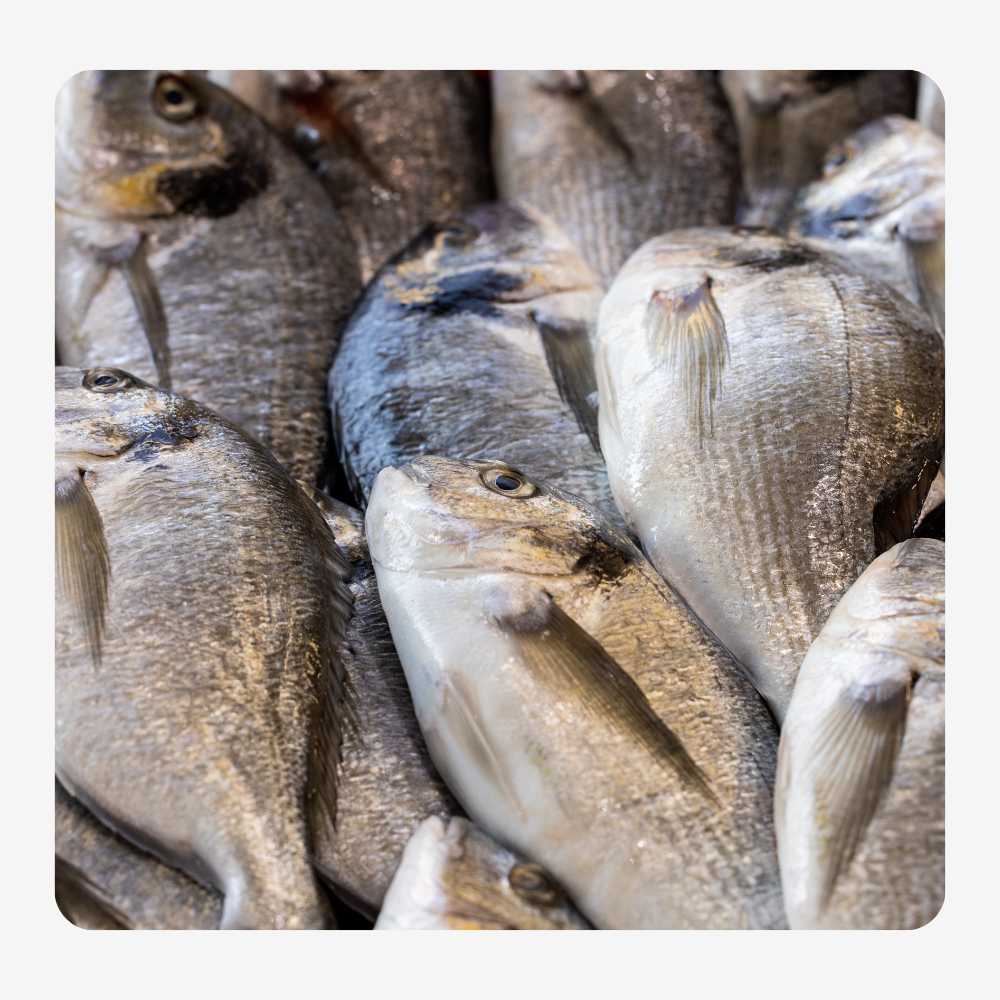 Sun Farm Fish