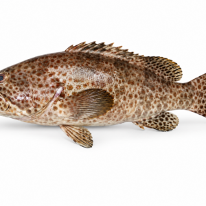 Brown Spotted Grouper