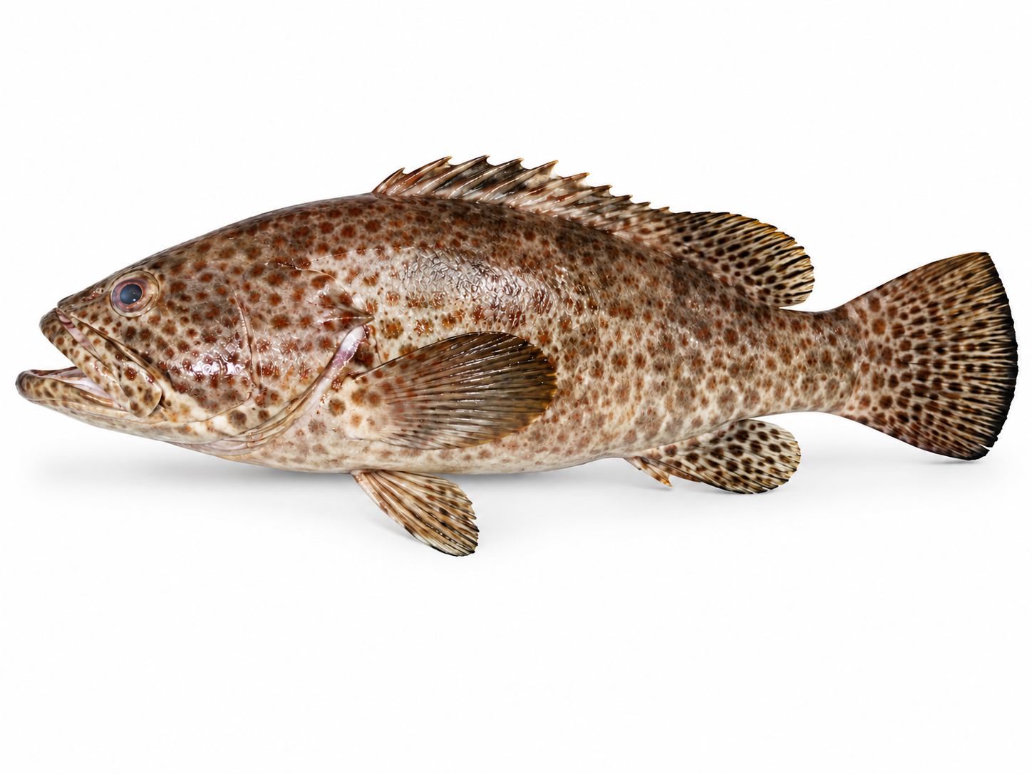 Brown Spotted Grouper