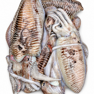 Cuttlefish