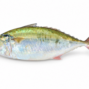 Indian Mackerel