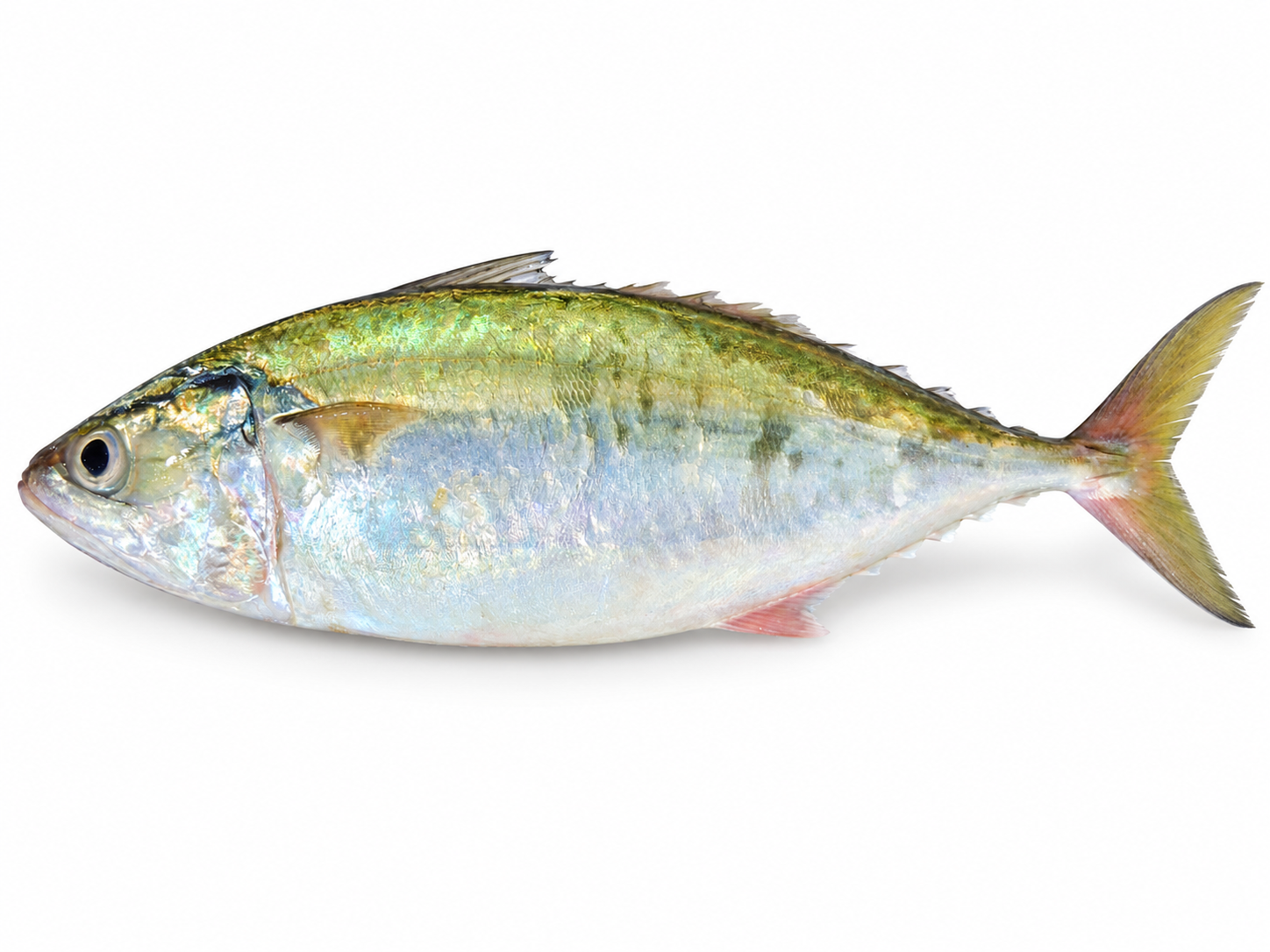 Indian Mackerel