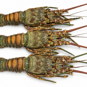 Lobster