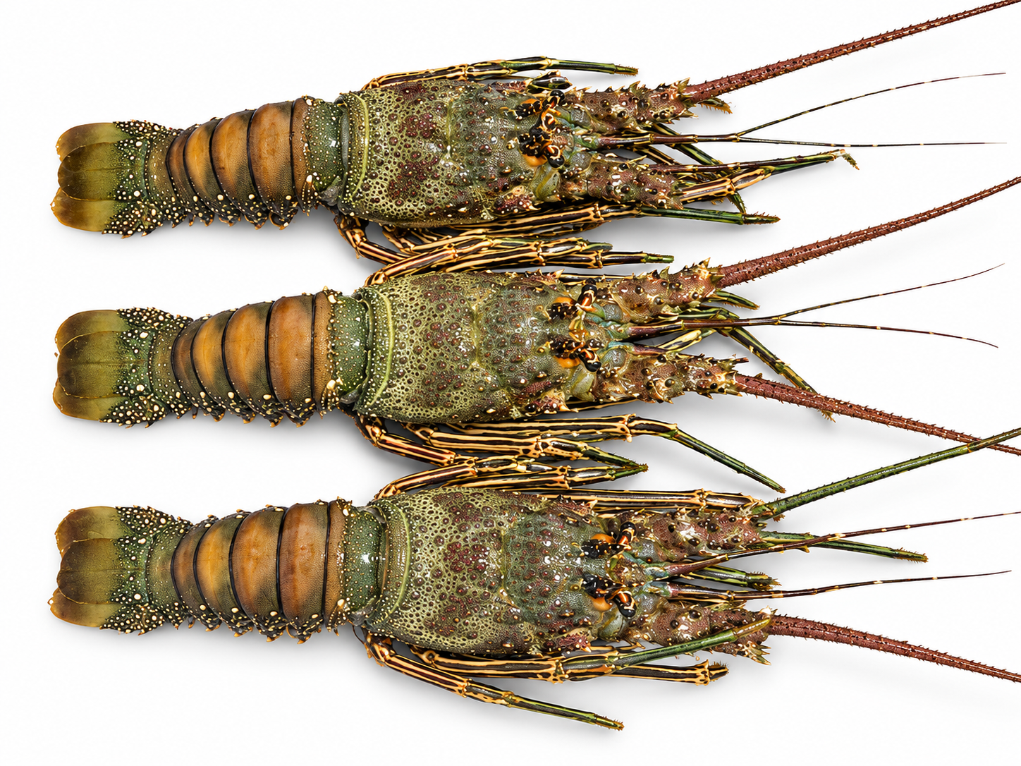 Lobster