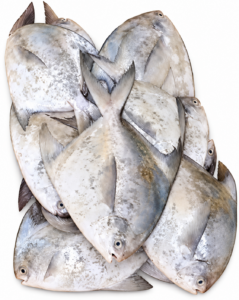 Pomfret