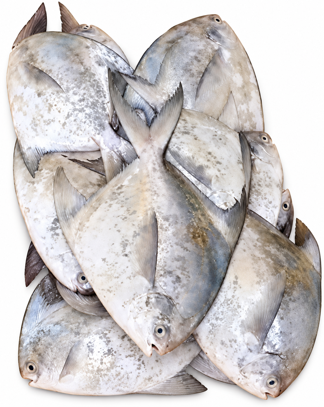 Pomfret