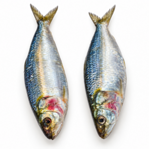 Sardine