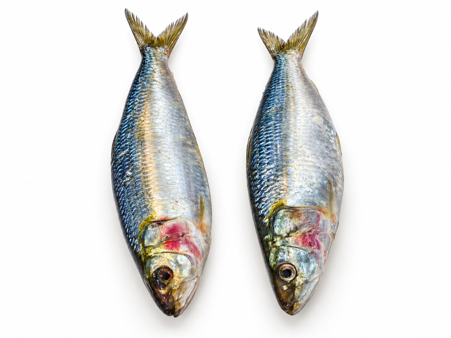 Sardine