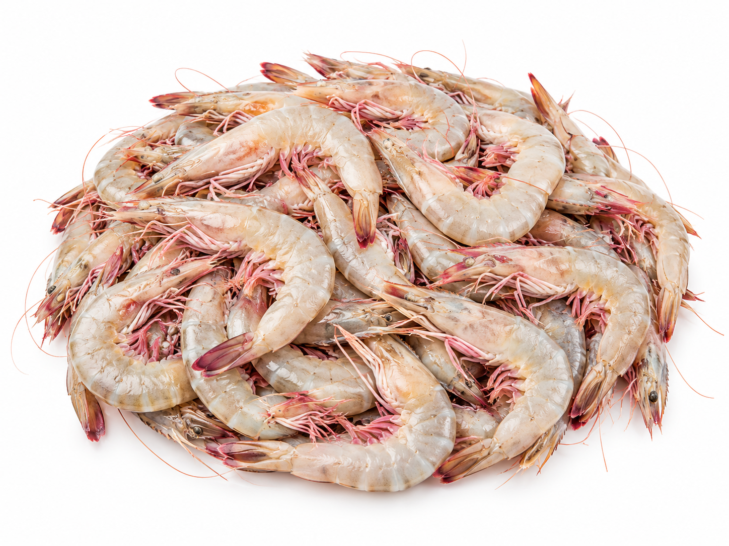 Shrimp