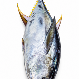 Tuna