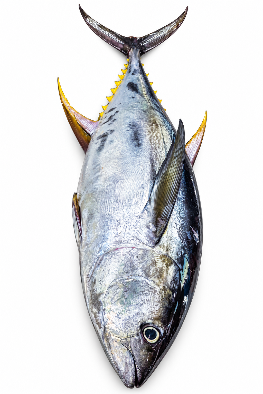 Tuna